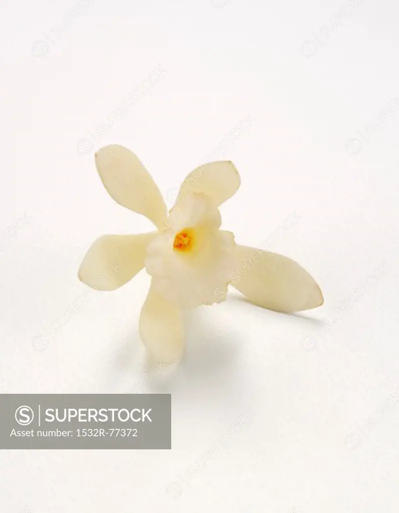 A vanilla flower against a white background, 12/16/2013