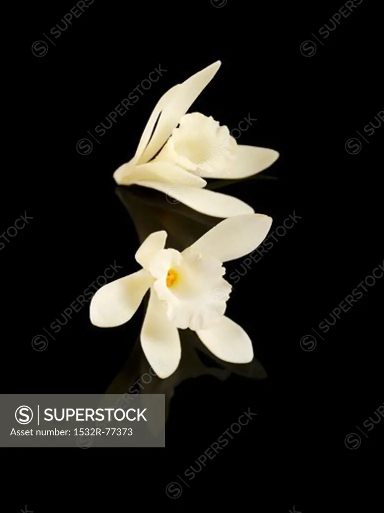 Two vanilla flowers against a black background, 12/16/2013
