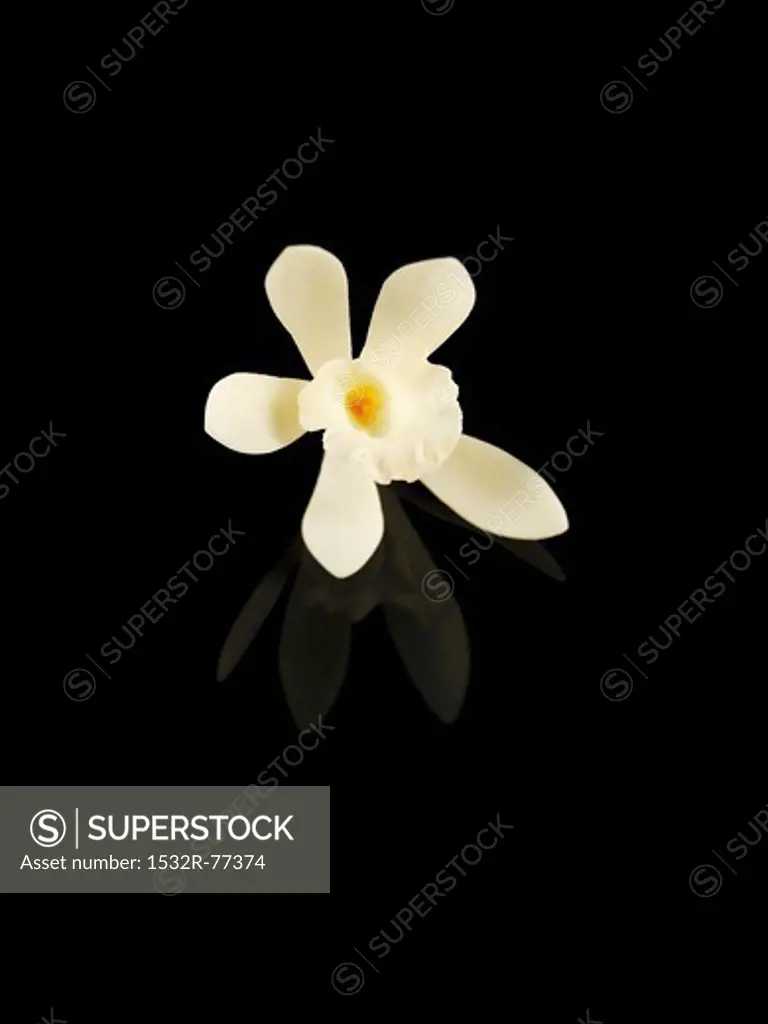 A vanilla flower against a black background, 12/16/2013