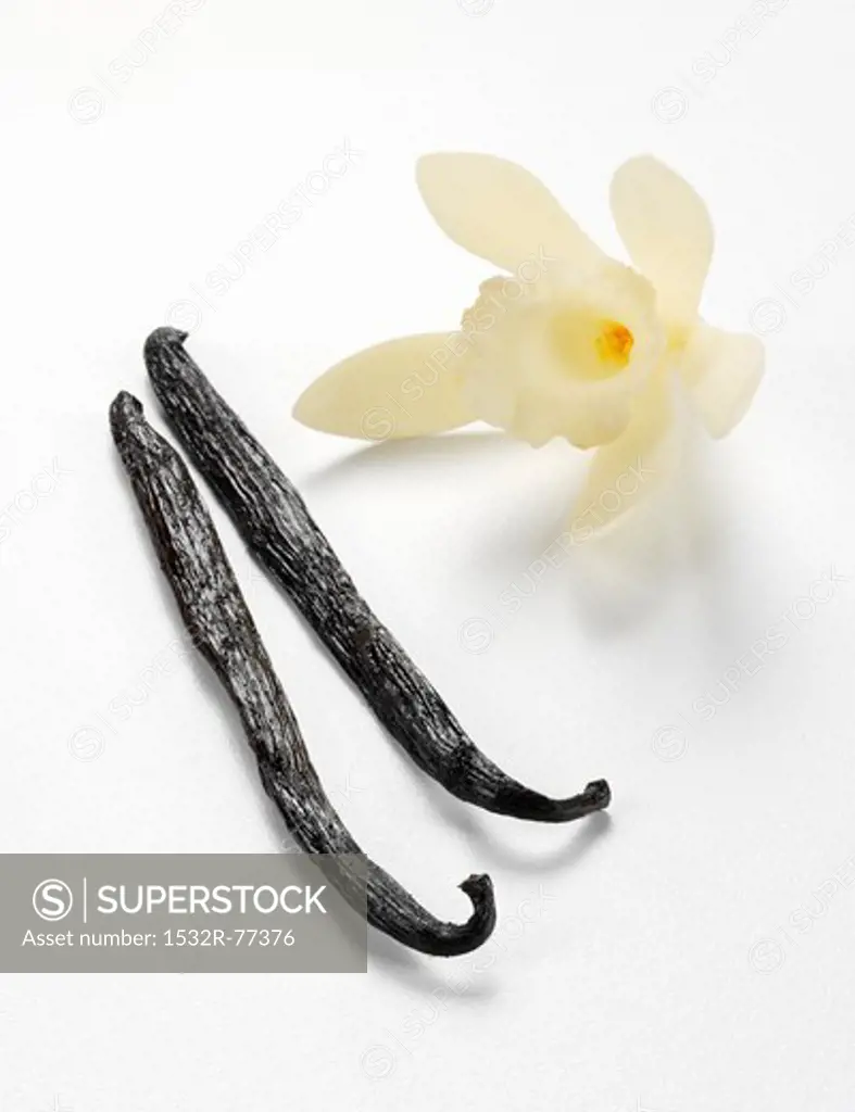 Vanilla pods with a vanilla flower against a white background, 12/16/2013