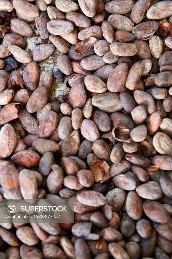Cocoa beans (filling the image), 12/17/2013