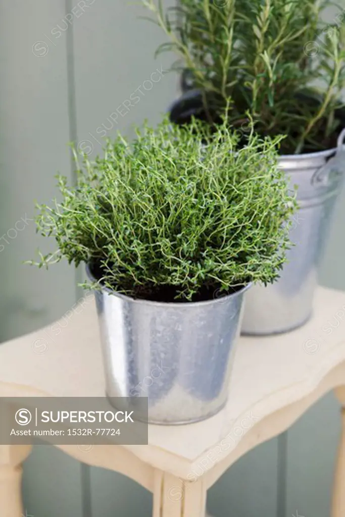 Thyme and rosemary in a zinc bucket, 1/8/2014