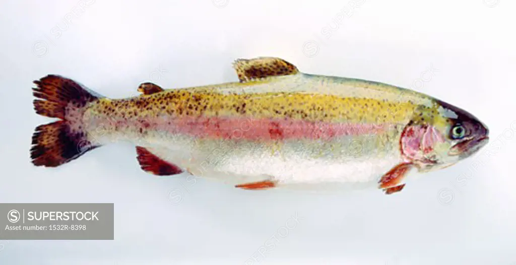 Fresh brook trout