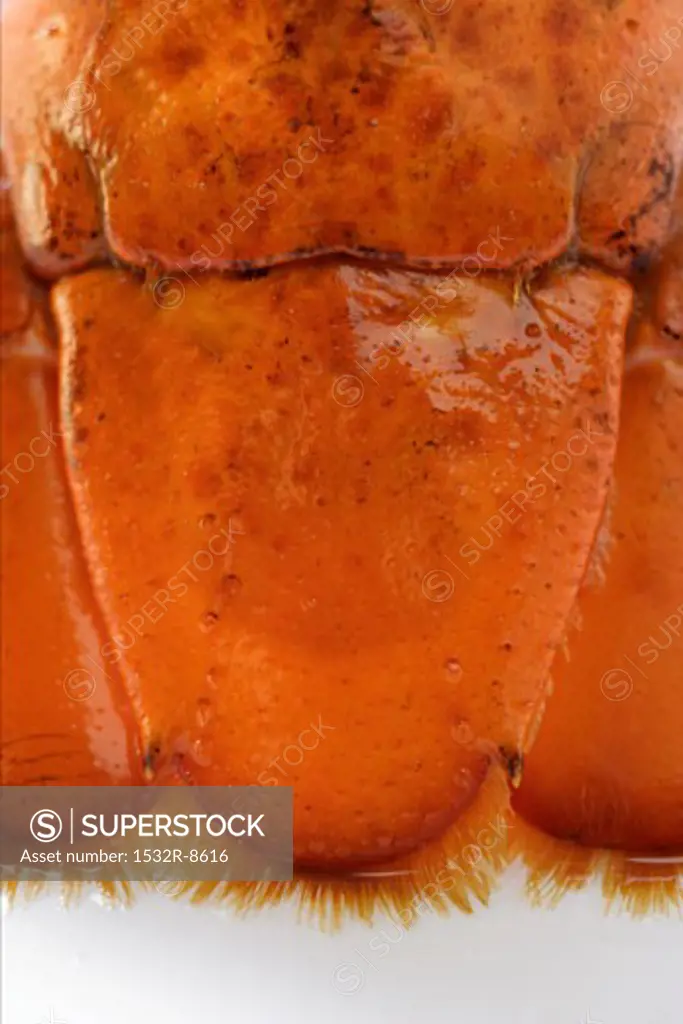 Cooked lobster (detail of tail)