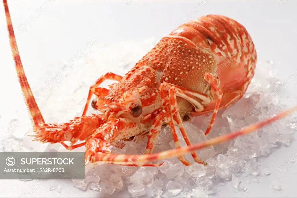 Spiny lobster on crushed ice