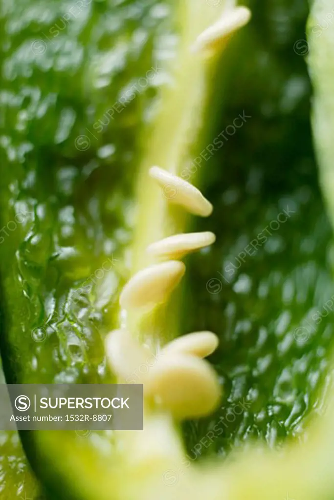 Green pepper (Poblano from Mexico), detail