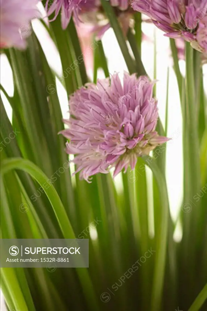 Chive flowers (detail)