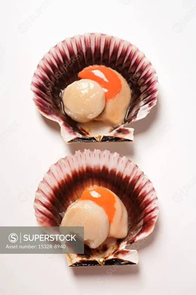 Two scallops in their shells