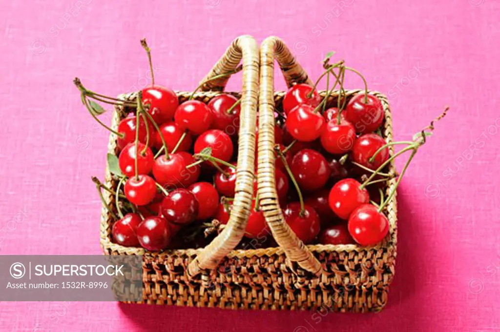 Fresh sour cherries in basket