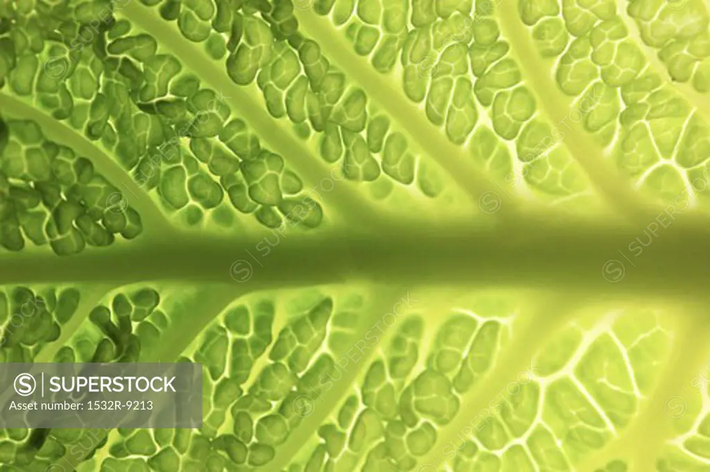 Savoy cabbage leaf (detail)
