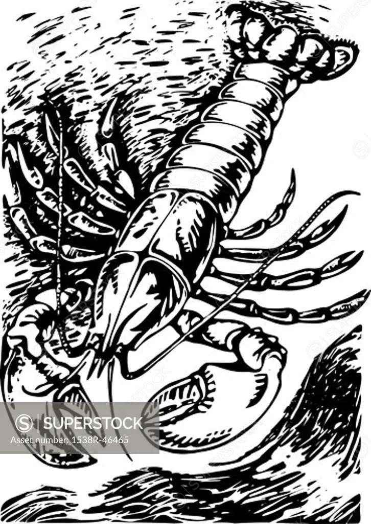 A black and white drawing of a big lobster