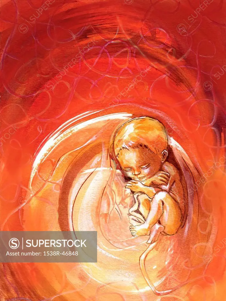 Baby in the womb, red background