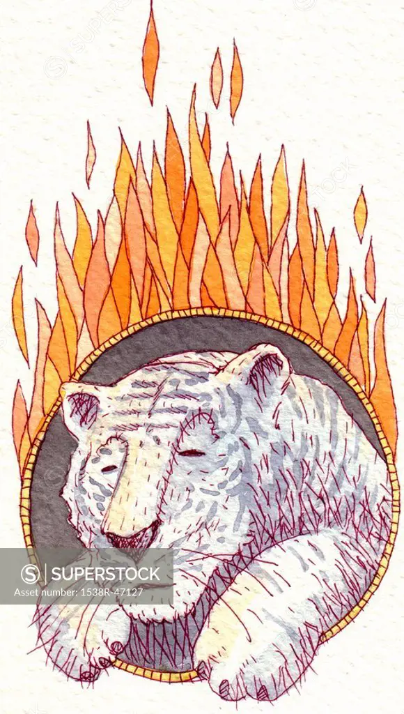 A white tiger jumping through a ring of fire