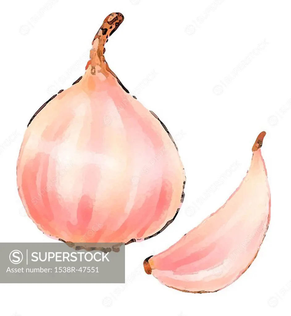 A Drawing of a bulb and a clove of garlic