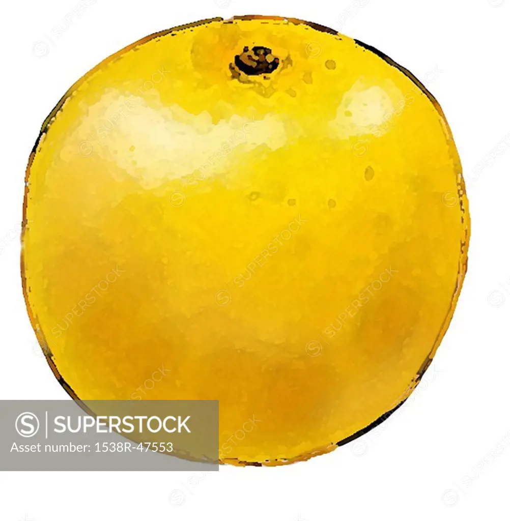 An illustration of a Grapefruit