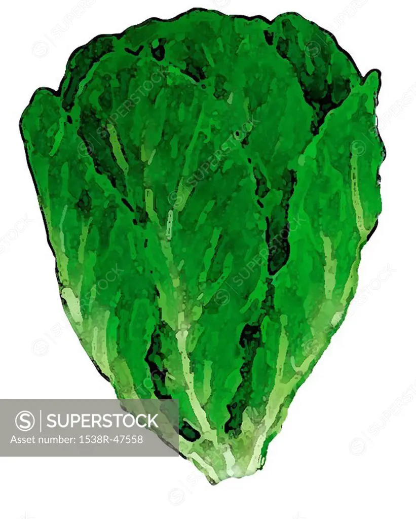 A drawing of a leafy Romaine Lettuce