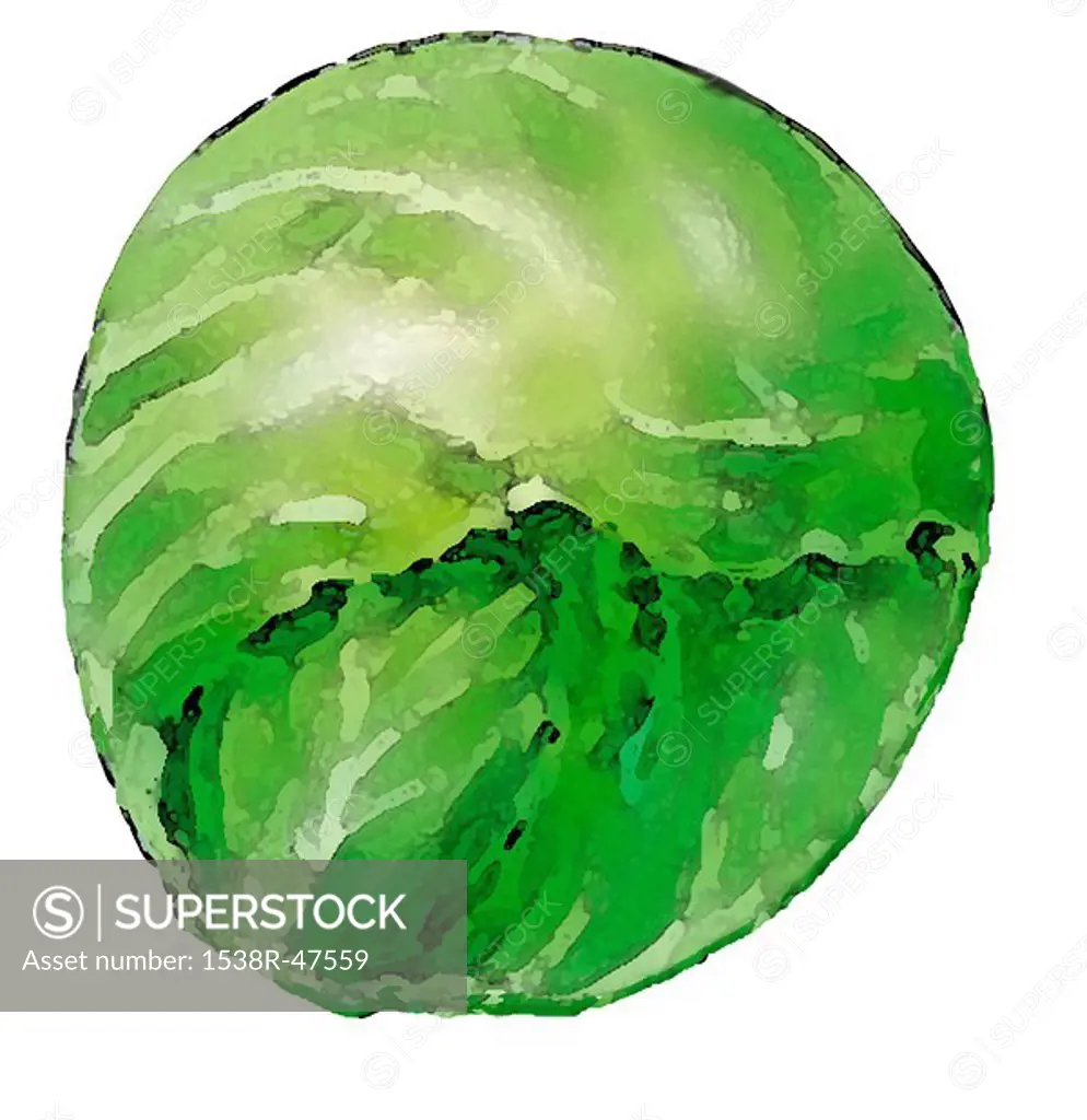 An illustration of a round iceberg lettuce