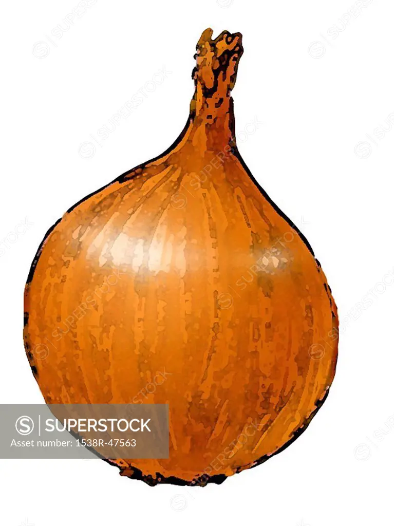 A drawing of a bulb of onion