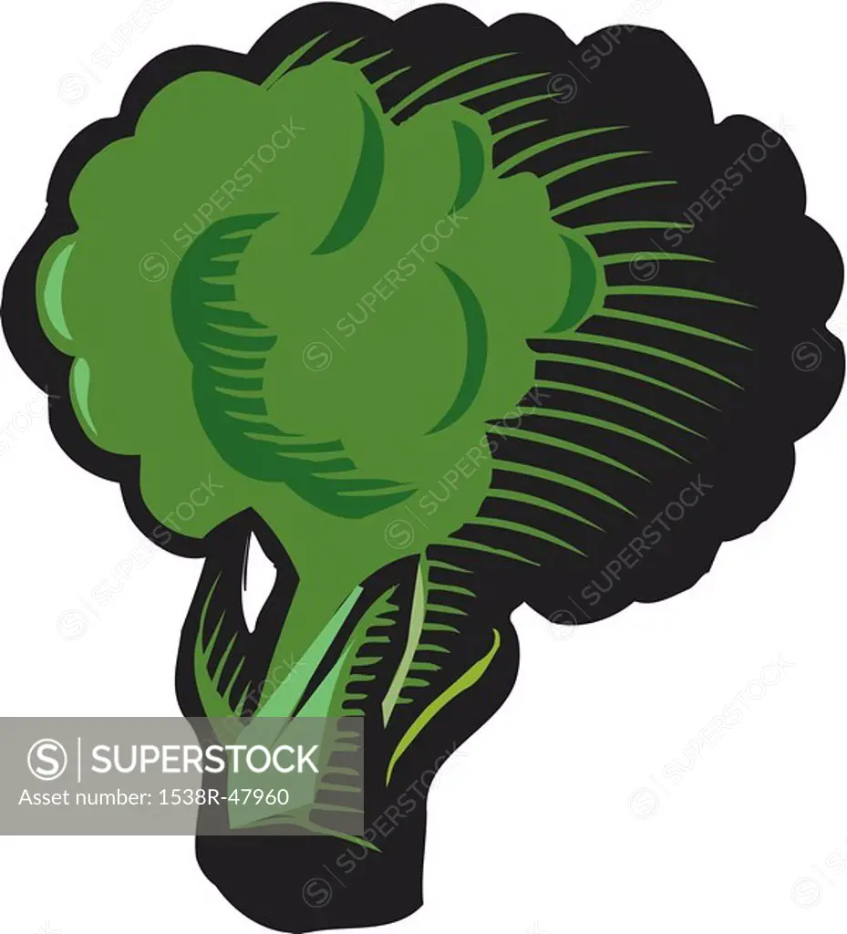 A drawing of a cluster of broccoli