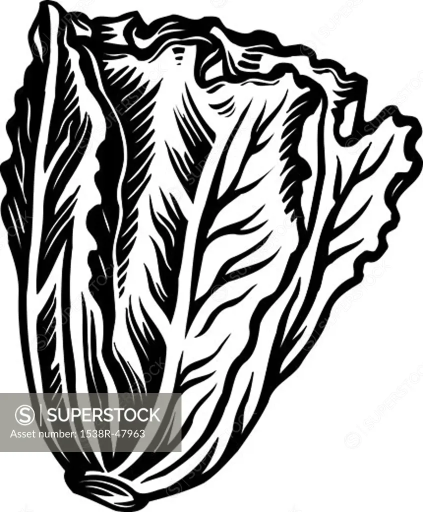 Romaine lettuce represented on a white background
