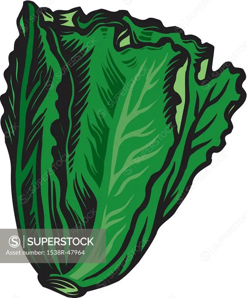 Fresh green romaine lettuce represented on a white background