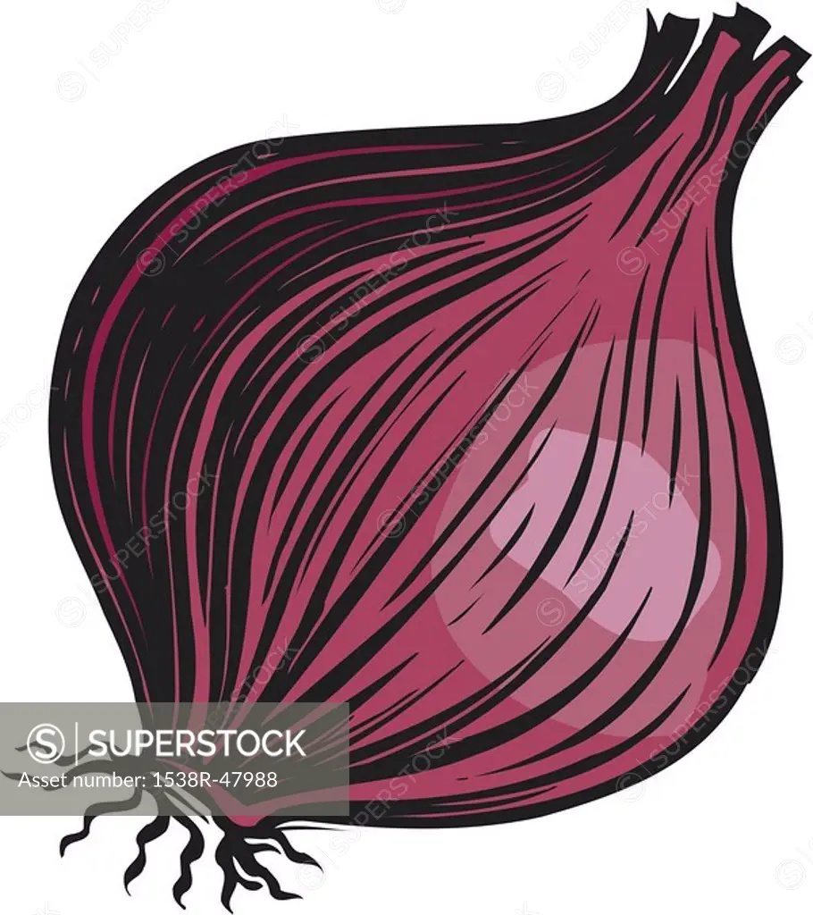 A bulb of red onion on a white background