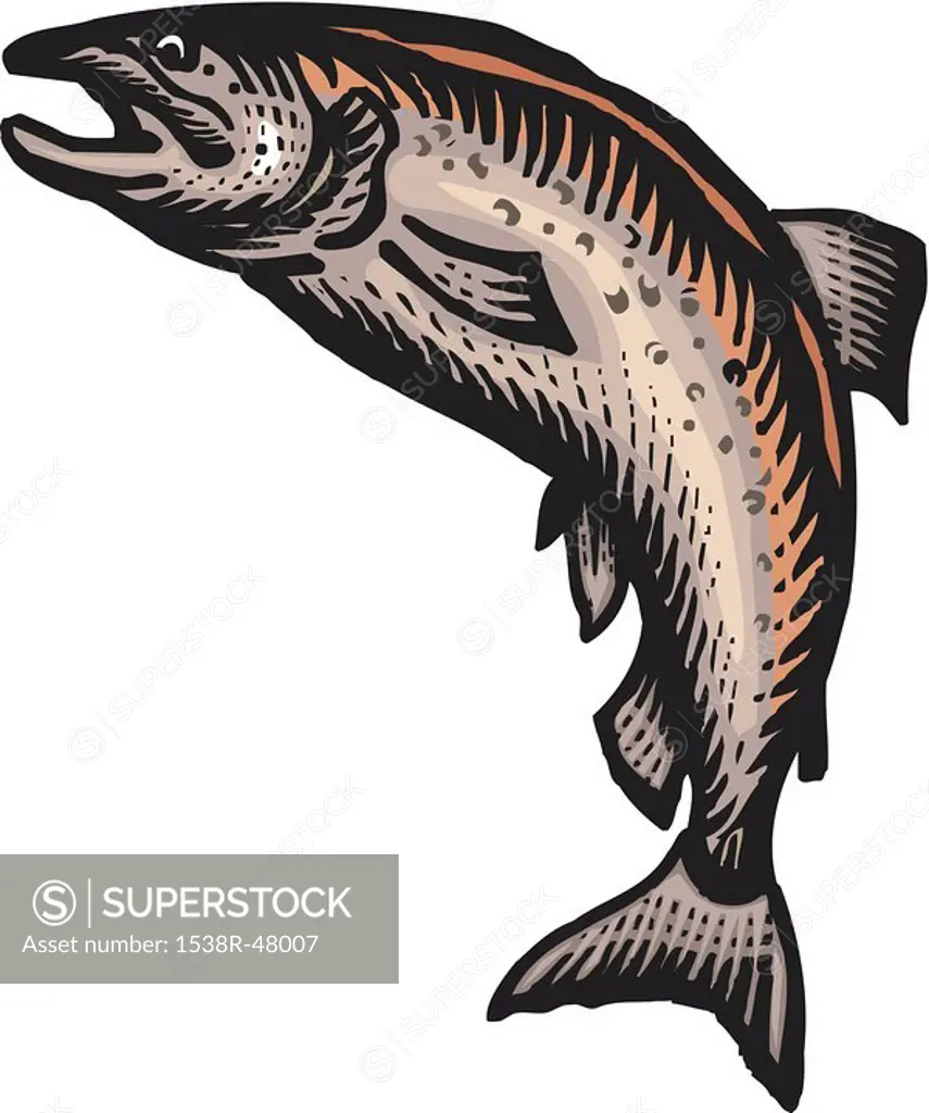 A salmon drawing against a white background