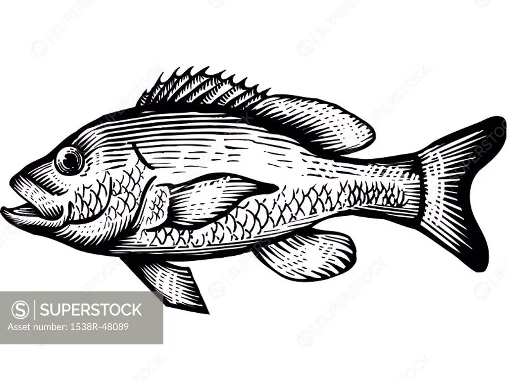 A black and white drawing of a red snapper