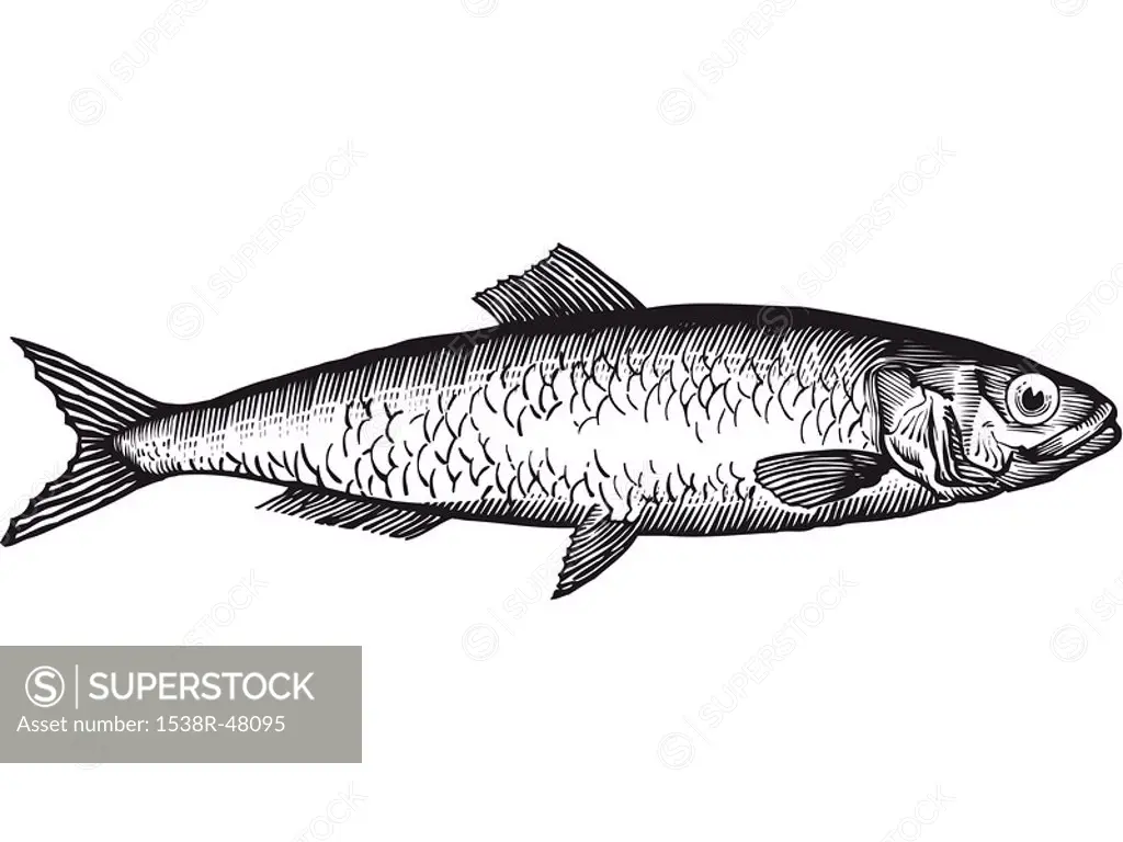 A black and white drawing of a herring