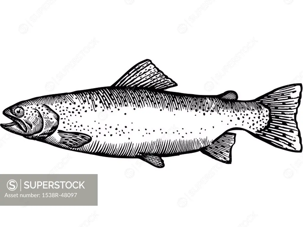 A black and white drawing of a rainbow trout
