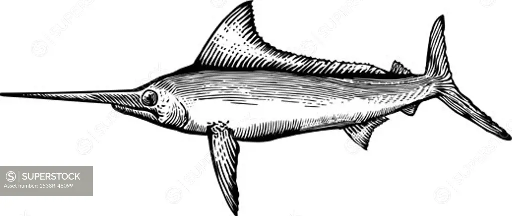 A black and white drawing of a marlin