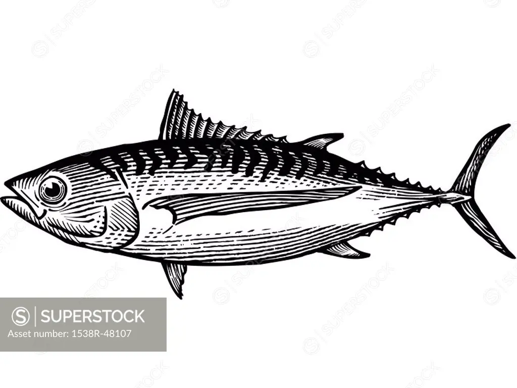 A black and white drawing of an albacore tuna