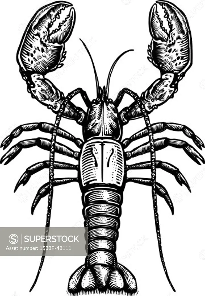 A black and white drawing of a lobster