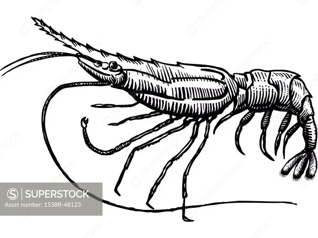 A drawing of a spot prawn