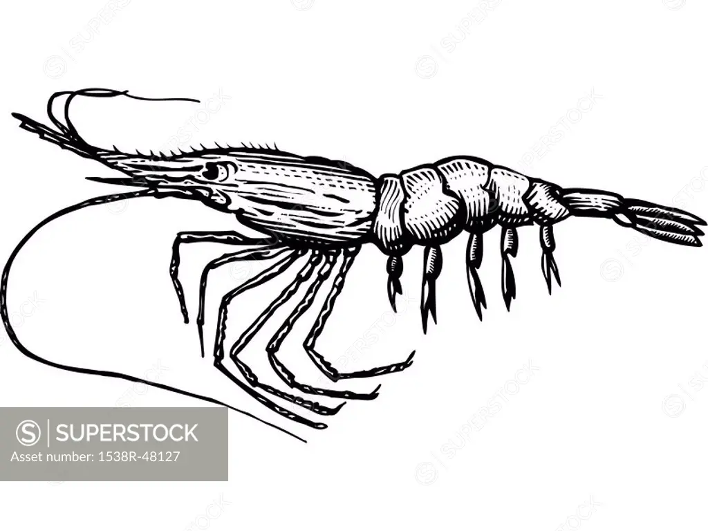 A black and white drawing of a shrimp