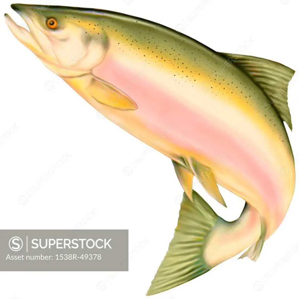 A picture of a salmon