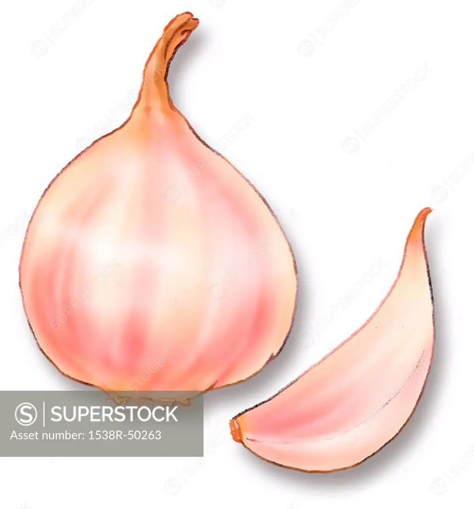 A bulb and a clove of garlic