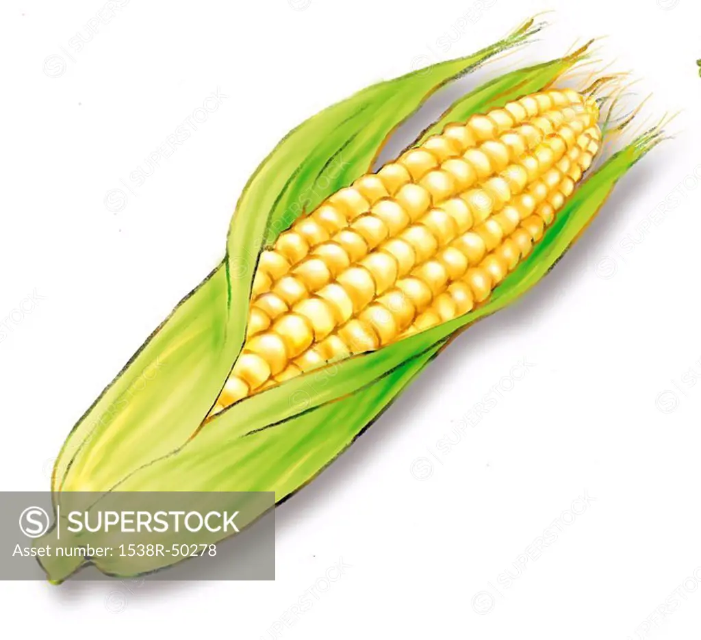 A picture of a corn with husk