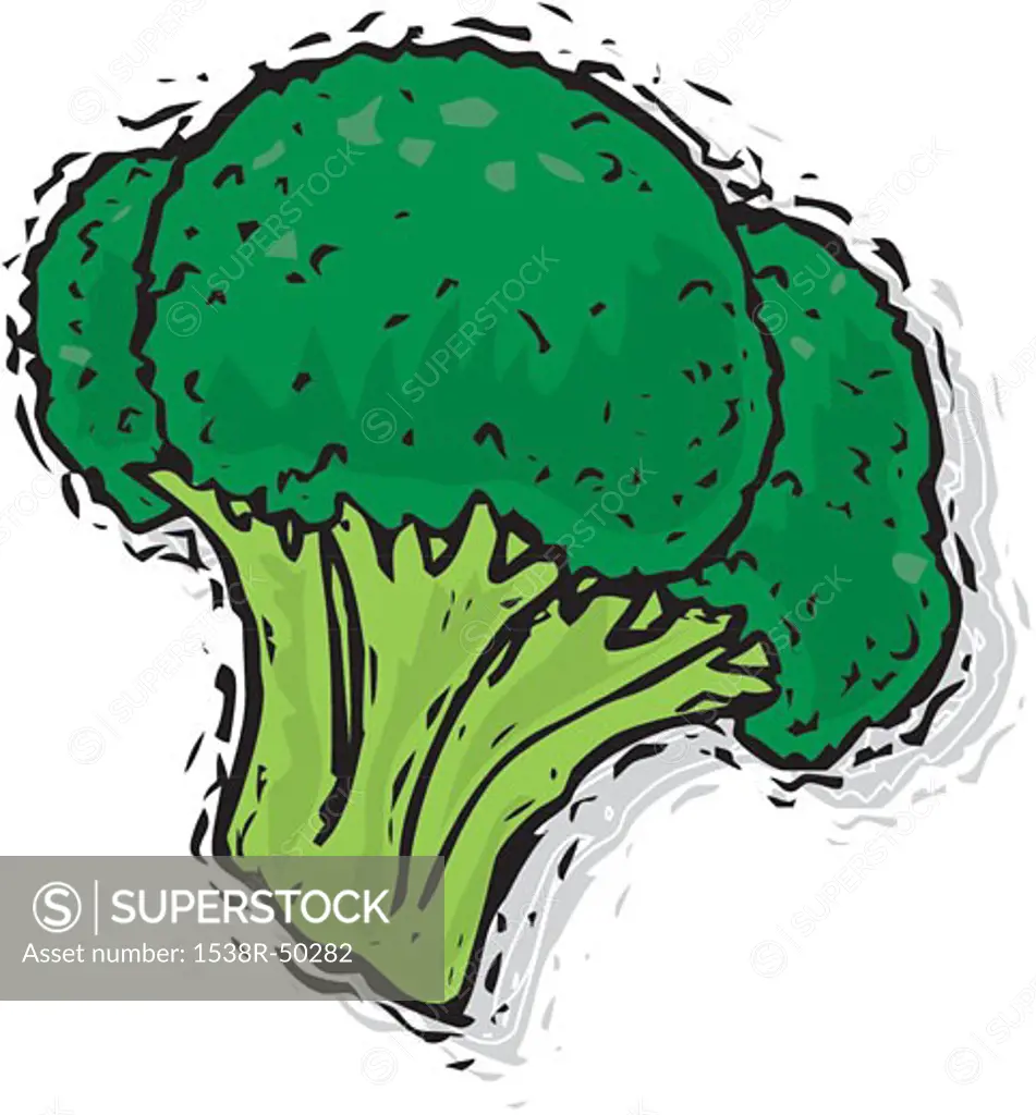 A drawing of a stem of broccoli