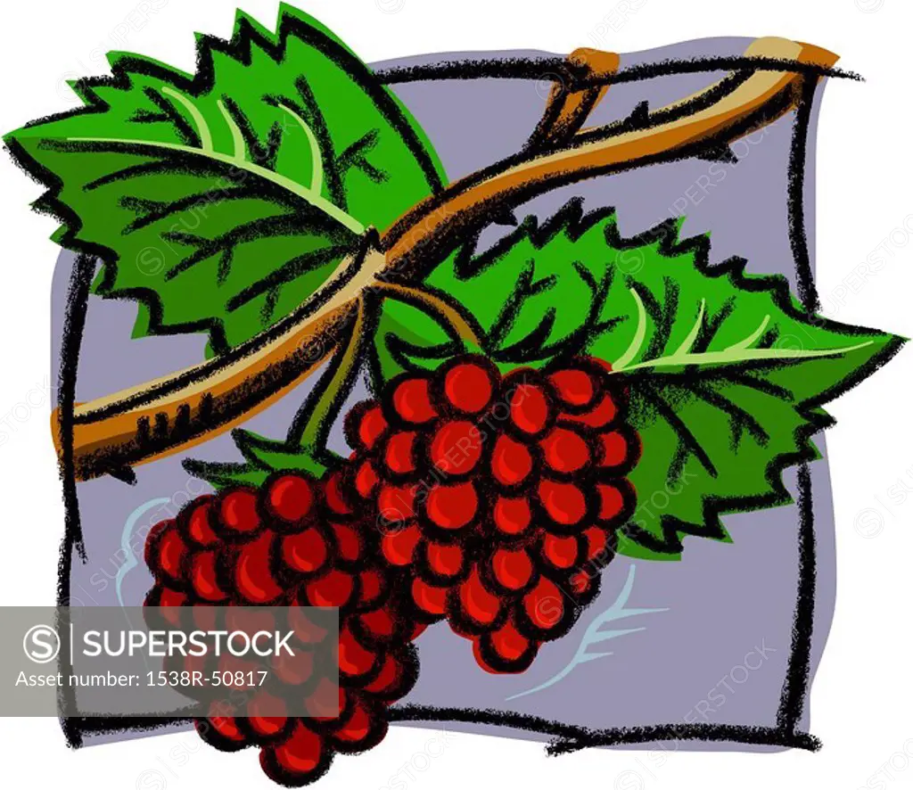 A drawing of fresh raspberries
