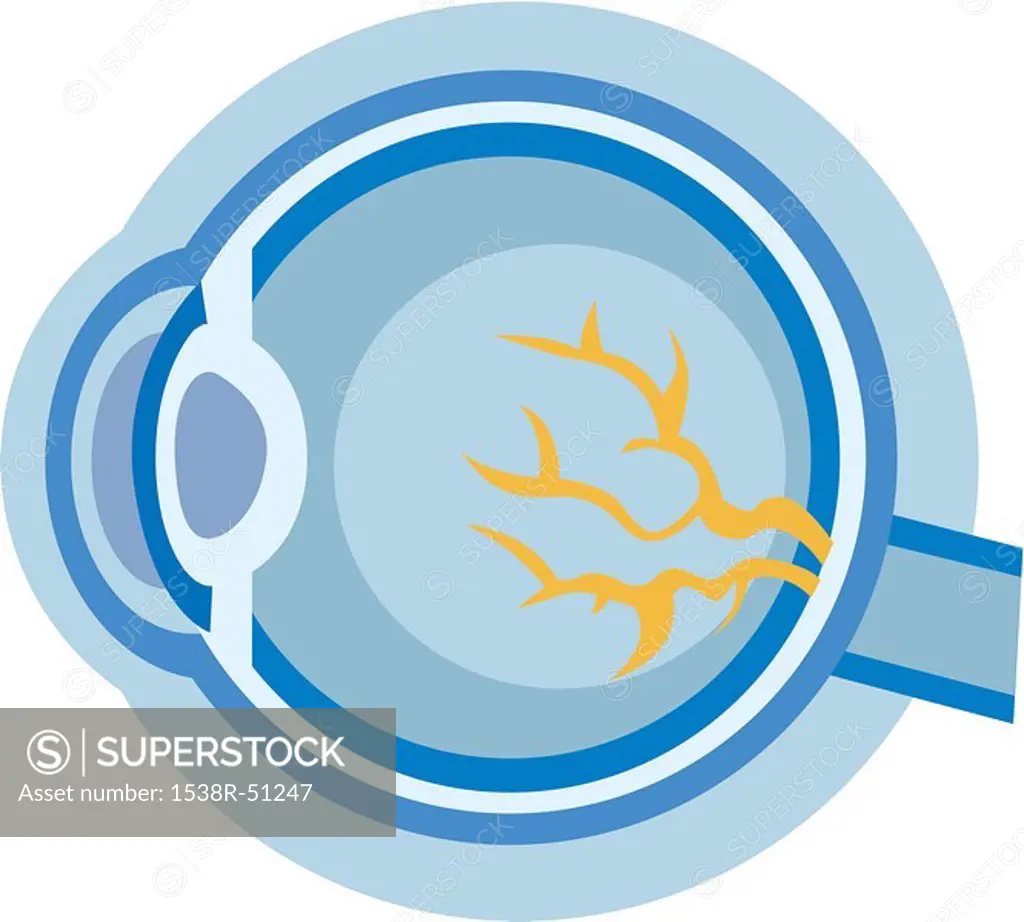 Illustration of an eyeball