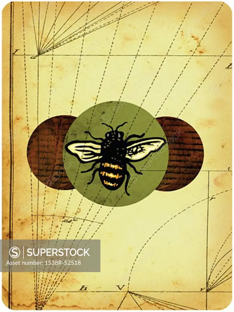 Bee on a distressed background with geometrical lines