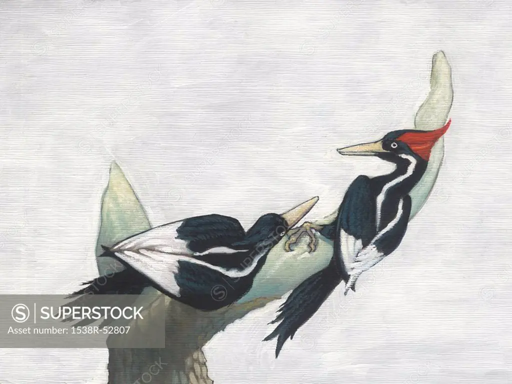 An illustration of two ivory billed wood pecker