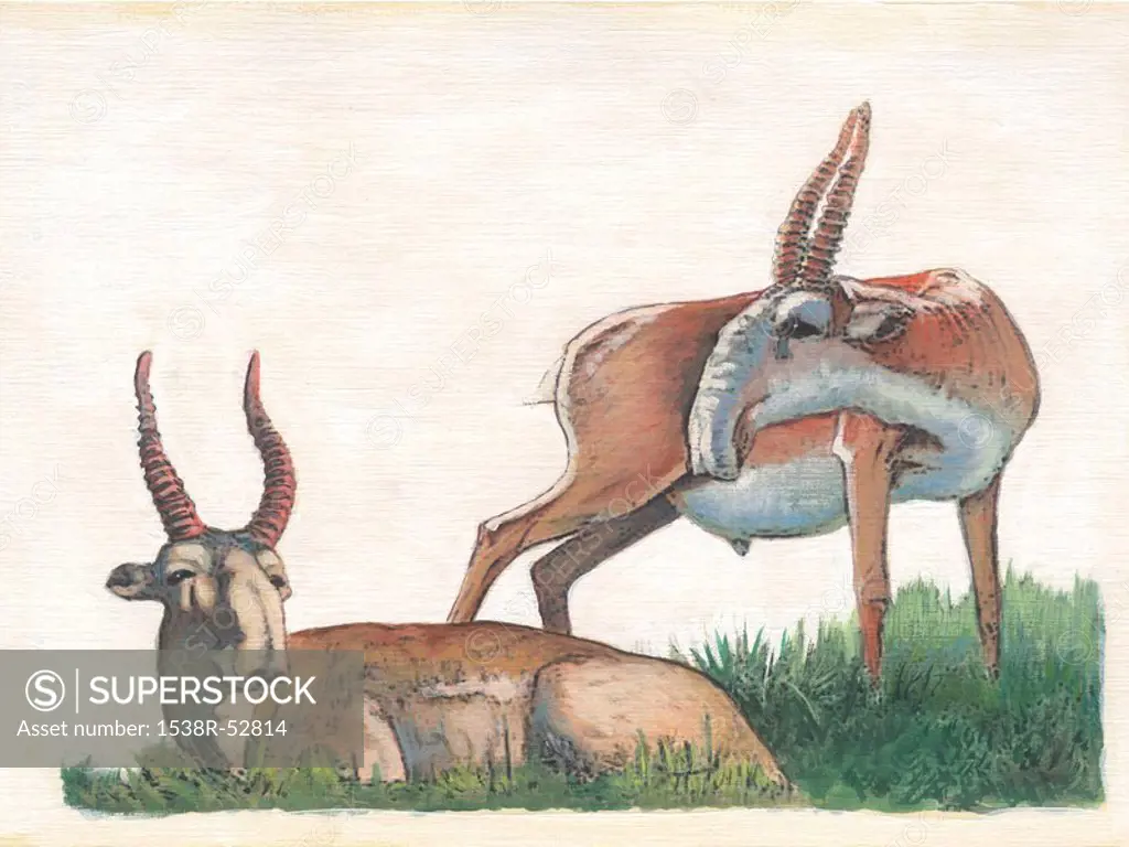 Illustration of two saigas