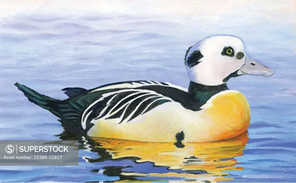 An illustration of a stellers eider