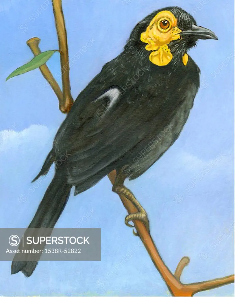 An illustration of a honeyeater