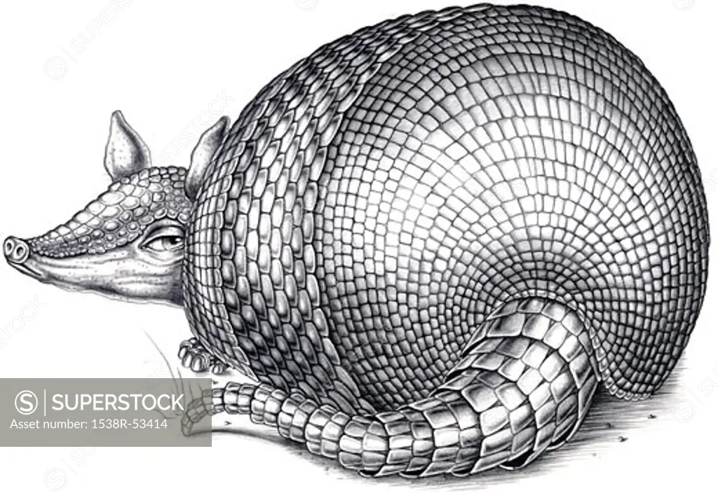 An illustration of an armadillo