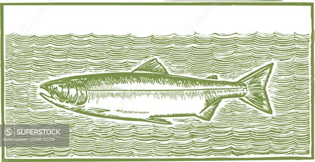An image of a fish in a an etching style