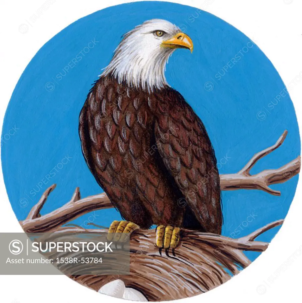 An illustration of an eagle standing on the edge of a nest
