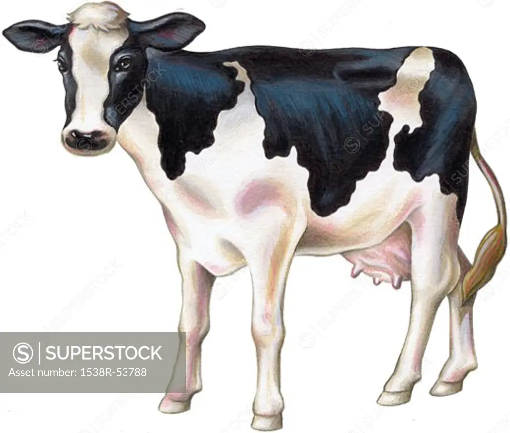 A painting of a cow